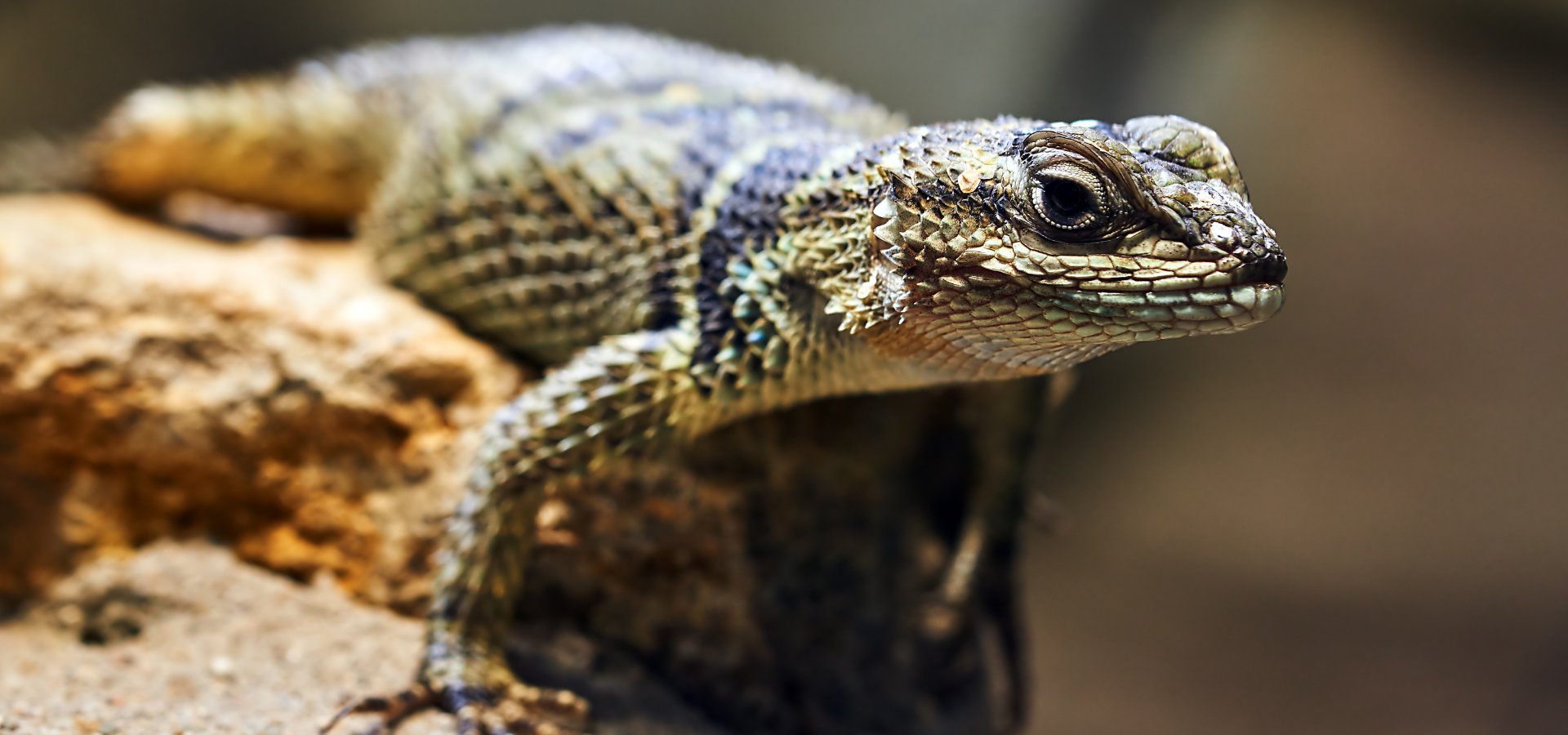 Reading Reptile CBCs Similarities, Differences, and Clinical Applications